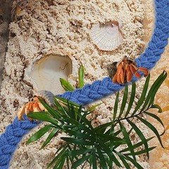 MUYG 2PCS Hermit Crab Climbing Toys,Hermit Crab Rope Ladder Decor Reptile Han…