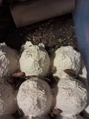 Starter culture of pallid roaches 20+