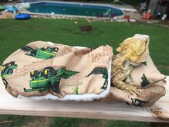 JOHN DEER PRINTS LRG RESTING BEIGE BED COVERS ONLY NO FRAME BED 4 BEARDED DRAGON