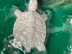 3 Pack TetraFauna ReptoGuard Turtle Health Conditioner 3 Count Slow-Release
