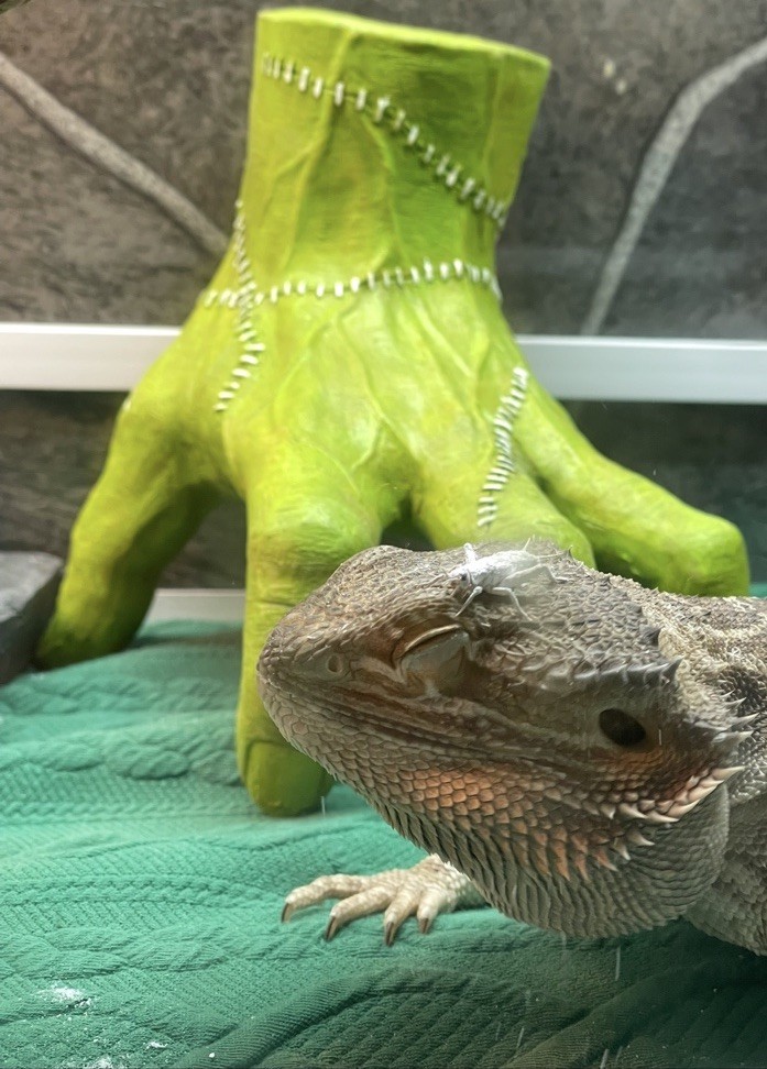Addam’s Family  “Thing” hand Collection Or Reptile Tank Decor Glow In The dark