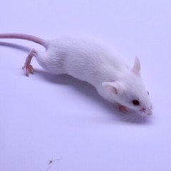Frozen Feeder Mice: 15 Weanling Mice -FREE S&H -MiceDirect !!! Rodents! Reptiles