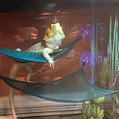 Bearded Dragon Hammock Suction Cup Hanging Lounger for Lizard Geckos Climbing
