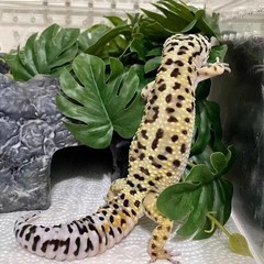 Reptile Plants for Terrarium Decor,Amphibian Habitat Decor,Artificial Plants …