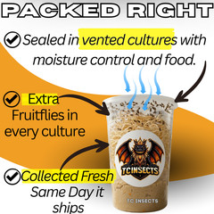 TC INSECTS 32oz Hydei Fruit Fly Culture Live Feeder Insects