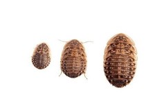 dubia roaches, multiple sizes, 1000ct boxes, bulk discounts!!