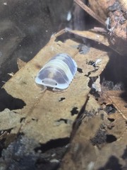 14+1 Cubaris Cappucino isopods