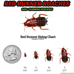 1000+ Turkestan Red Runner “Blatta Lateralis” Feeder Roaches Dubia Replacement