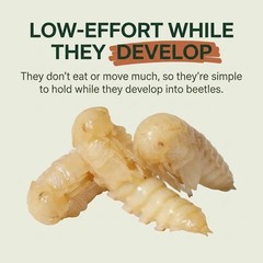 TC INSECTS Mealworm Pupae Live Feeders for Reptiles Birds & Amphibians