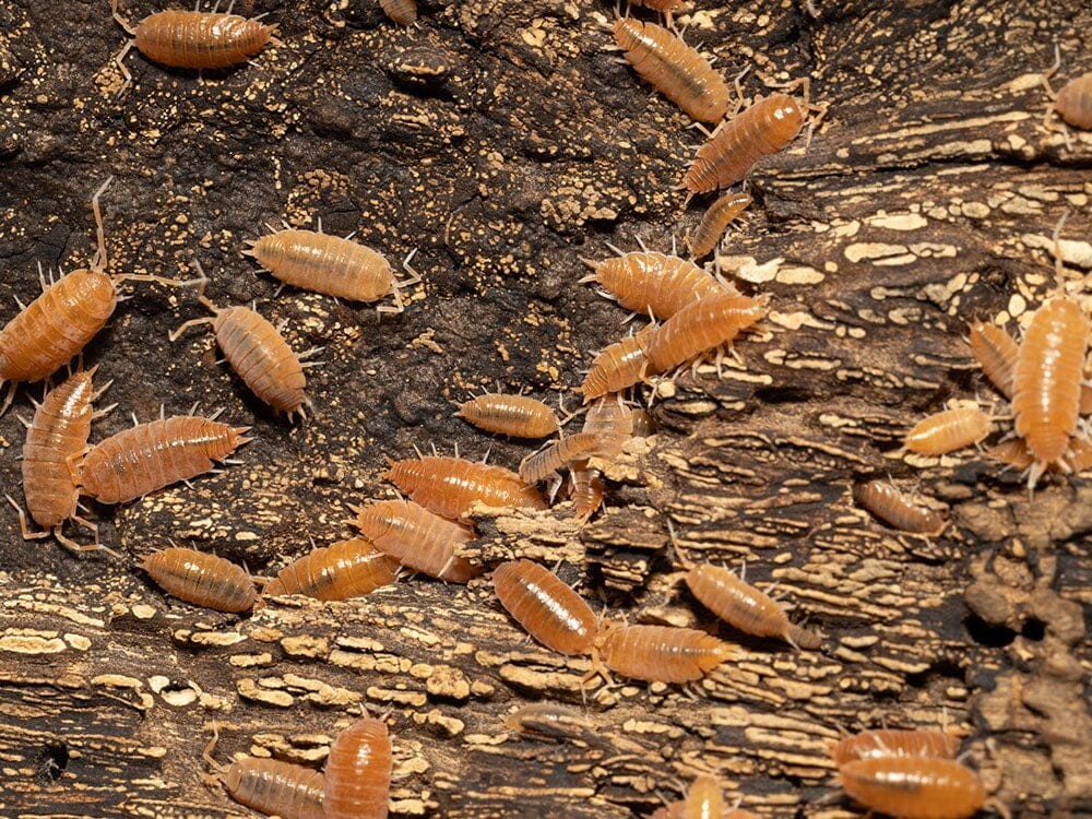 25+ Live Orange Smoothie Isopods