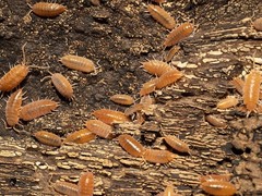 25+ Live Orange Smoothie Isopods