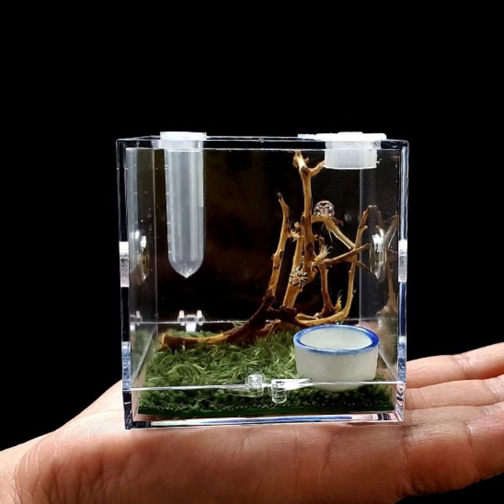 AWXZOM Spider Terrarium, Acrylic Reptile Breeding Box Jumping Clear