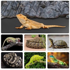 120 Gallon Reptile Terrarium Mat Liner, 96″ X 24″ Bearded Dragon Tank Accesso…