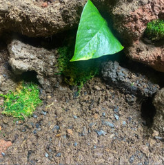QTY 5 Lava rock 3.5″ to 5″ fish decor, terrarium rocks, organic, natural stone