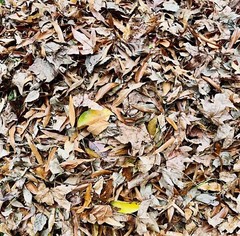 5 Gallons Organic Oak Leaf Litter Vivarium Isopods Reptile Heat Treated Leaves