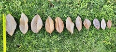 20 Gallons Organic Magnolia Leaf Litter Heat Treated Reptile Terrarium Isopods