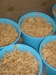 1000 Live Wax Worms, Waxies, Bee Moths, Pet Food, Reptile, Waxworm FREE SHIPPING
