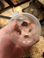 12 Count Peppered Roach Large Pet Feeder Roaches Fast 2 Day Ship Small Nymphs