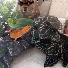 Reptile Plants for Terrarium,Amphibian Habitat Decor,Artificial Plants for Ge…