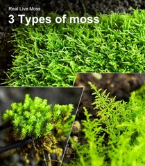 Live Moss 3-Pack for Reptile Enclosures & Terrariums,Fresh Reptiles Substrate