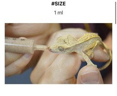 1pc Bearded Dragon & Gecko Feeding Tool Syringe Type 5ml