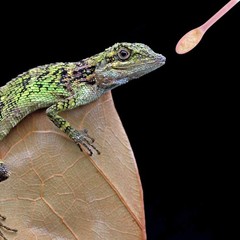 2 Pack Reptile Feeding Spoon-Long Handle Stirring Tool for Gecko, Bearded Dragon