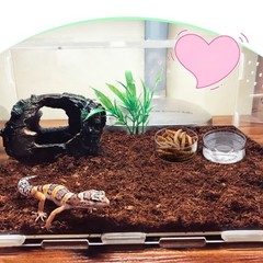 Small Reptile Feeding Bowl Plastic Food Dish Gecko 1.43×0.68 Inch 20 PCS