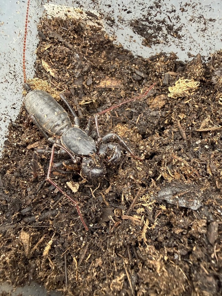 Florida Giant Vinegaroon (Mastigoproctus floridanus) – 2-2.5 in