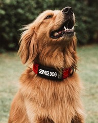 2-Pack Waterproof Collar Sleeves Fits 3/4 Inch Wide Service Dog Small Slide On