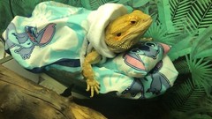 LILO & STITCH PRINTS DESIGN LRG ATTACHABLE RESTING BED COVER 4 BEARDED DRAGONS