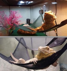 Reptile Hammock for Lizard Snake Bearded Dragon Breathable Mesh Habitat