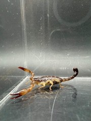 Whitei Scorpion (Nebo whitei) – 1-2 in