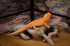 Non-Porous Gnarled Root for Reptile Enclosures – 3.94 lbs, Easy Maintenance
