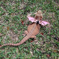 ADOGGYGO Bearded Dragon Leash Harness 3 Size Pack Pink Lizard Wing Walking Set