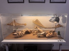 Custom 4x2x2 Acrylic Reptile Enclosure – Full Setup Included!