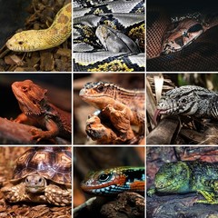 68 Gallon PVC Reptile Tanks Terrariums Front Opening Reptile Enclosure Snake