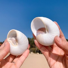2 PCS Muffin Snail Large Hermit Crab Shells 2.7~3.5Inch Natural Sea Conch Ope…