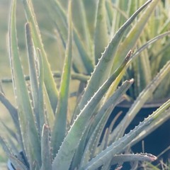 8″ Aloe Vera Barbadensis Miller Cactus Live Plant Edible Ayurvedic Medicinal