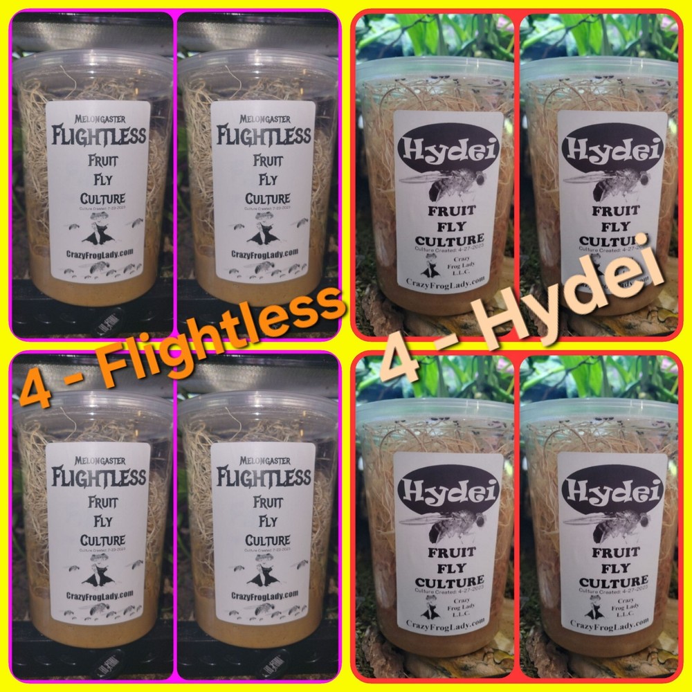 Flightless Fruit Fly Cultures 4 Pack+ 4 Pack of Hydei Total of 8 CULTURES