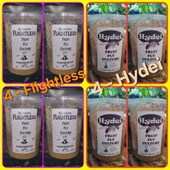 Flightless Fruit Fly Cultures 4 Pack+ 4 Pack of Hydei Total of 8 CULTURES