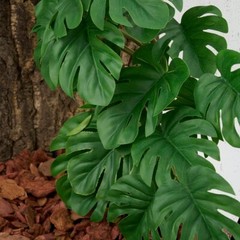Monstera Reptile Artificial Hanging Plants & Suction Cup for Terrarium Amphibian
