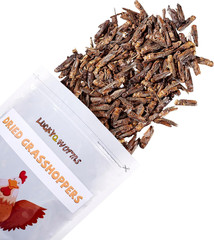 Luckyqworms Freeze Dried Grasshoppers – High Protein Reptile & Bird Food, 1Lb Re