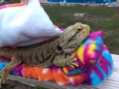 TYE DYE PRINT DESIGN LRG BED SOFT COVERS ONLY/NO FRAME BED 4 BEARDED DRAGON