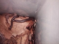 american giant millipedes (narceus americanus) 4 subadults
