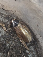 Roach Suriname (Pycnoscelus surinamensis) 15ct MIX SIZE Classic