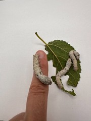 Live Silkworm (Large Size)