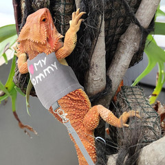 Bearded Dragon Harness and Leash Set – Cute Lizard Reptile Small Animal Adjustab