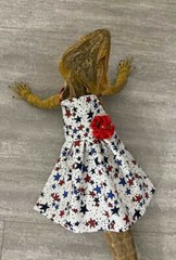 Bearded Dragon Patriotic Dress