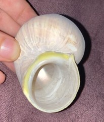 large sea shells for sale