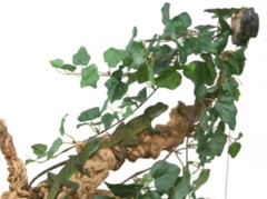 Magnatural Jungle Vine Cluster PT-1411 Bearded Dragon Crested Gecko Reptile L…